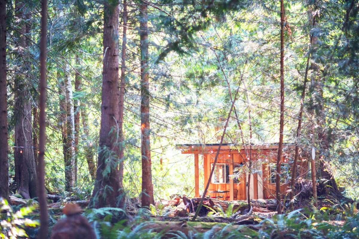 Private 4.3 Acre Forest Home with Studio & Cabins