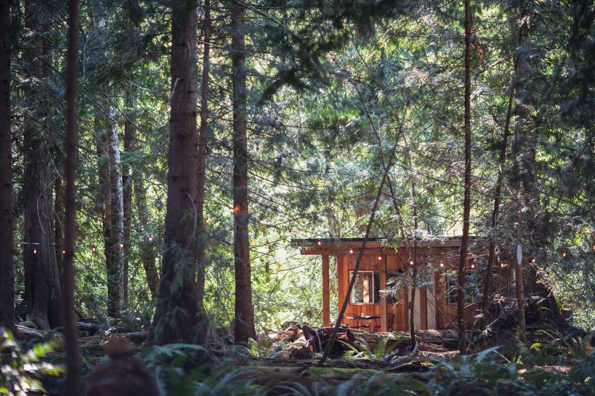 Cabin 1 and Surrounding Forest