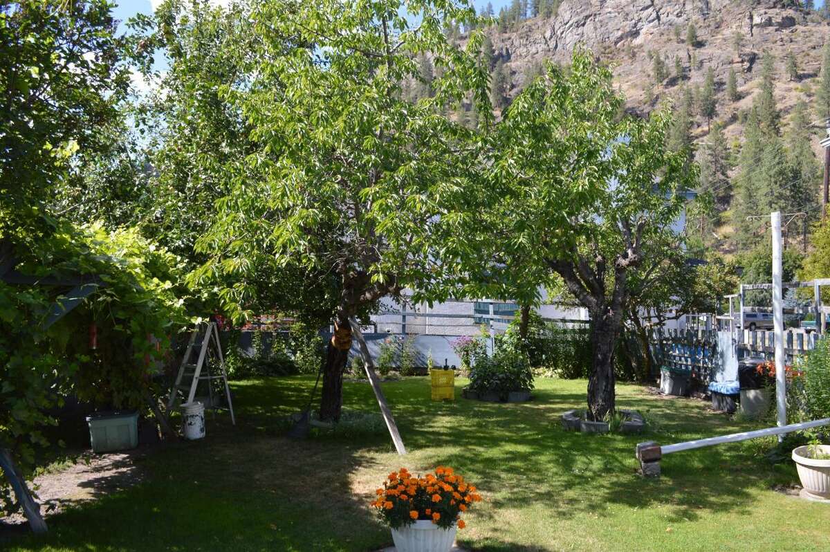 Back yard and garden has been meticulously cared for for years