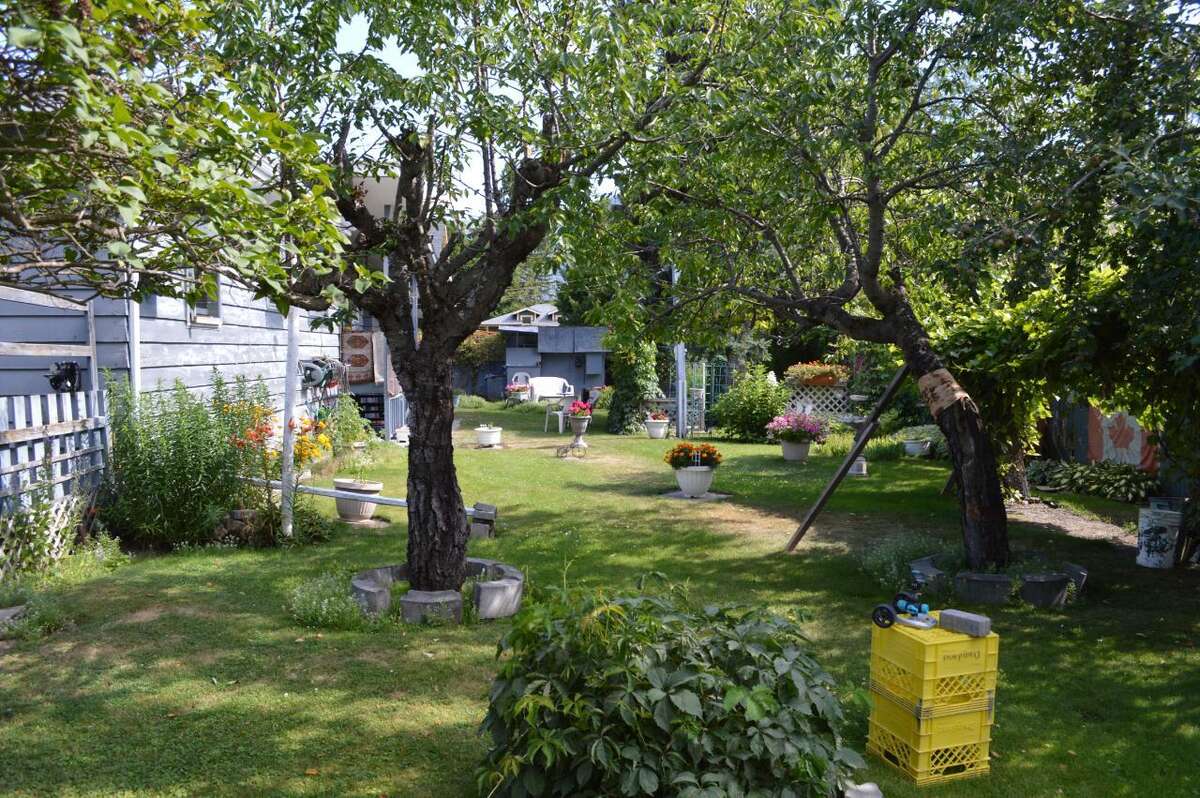 Back yard has plum tree, apple trees, grape vines and many lovely perennials