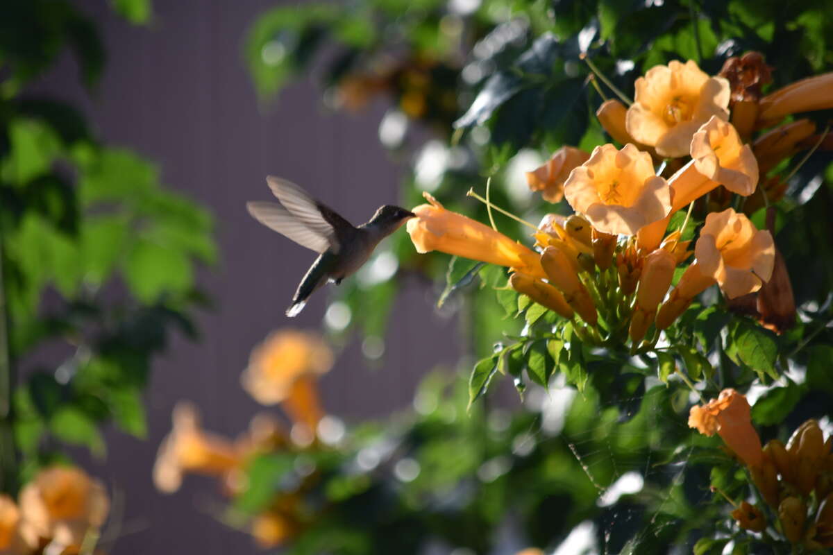 Humming bird loving the trumpet bush