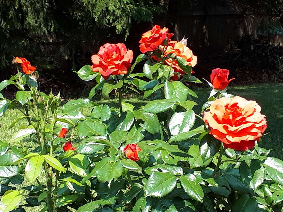 Backyard roses