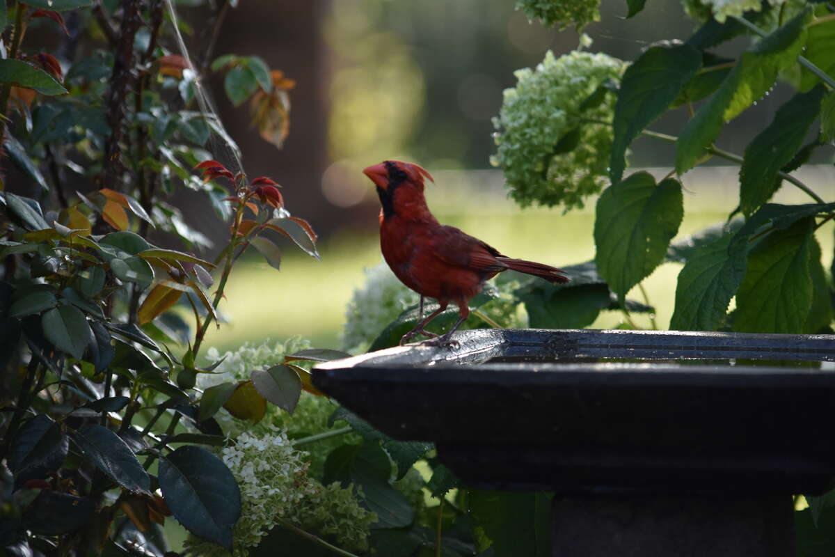 Cardinal stopping by for a drink