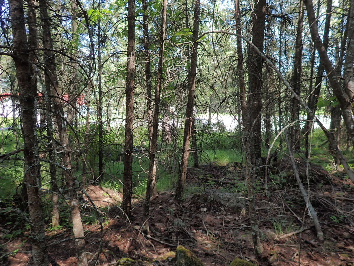 treed lot