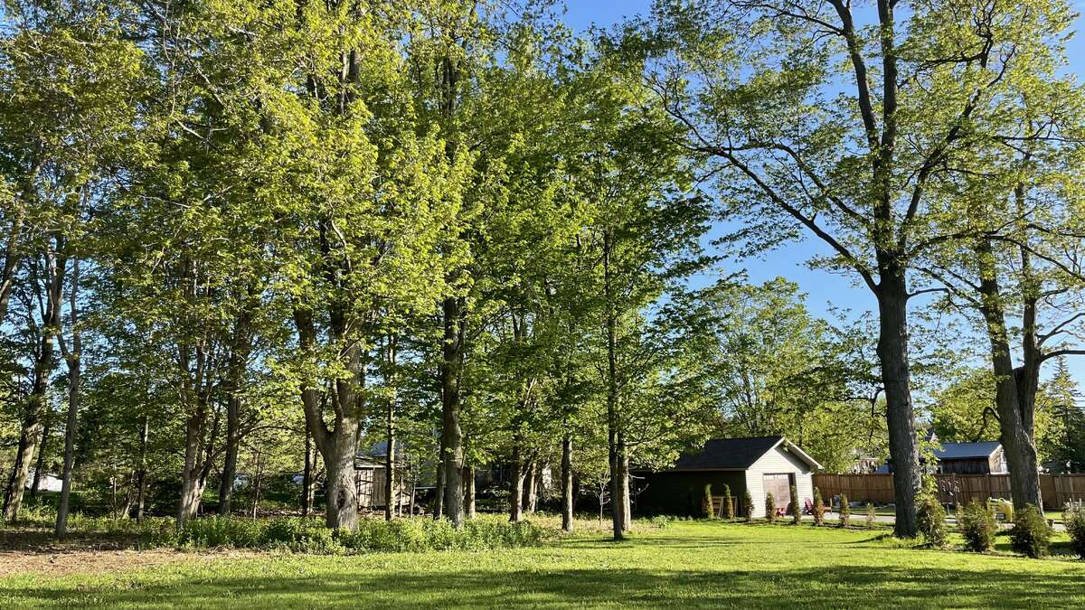 Back yard