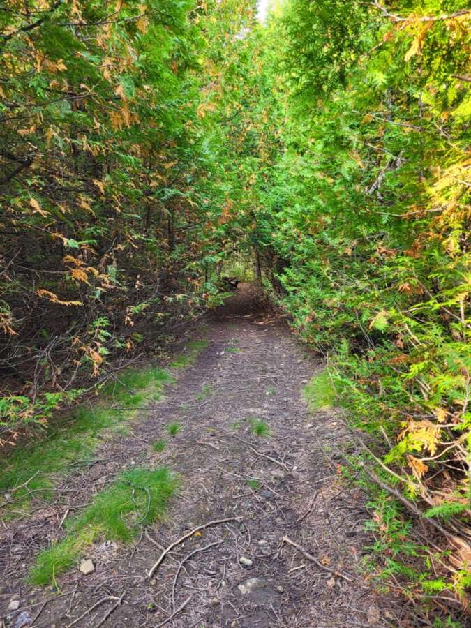 Front property trail, makes for a lovely walk around the property.