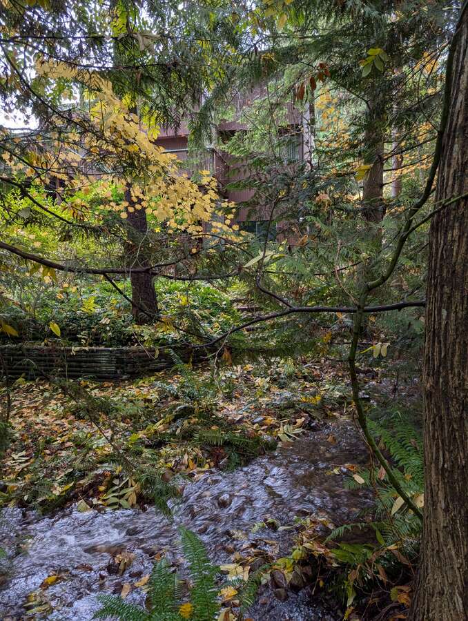 Thames Creek and back yard