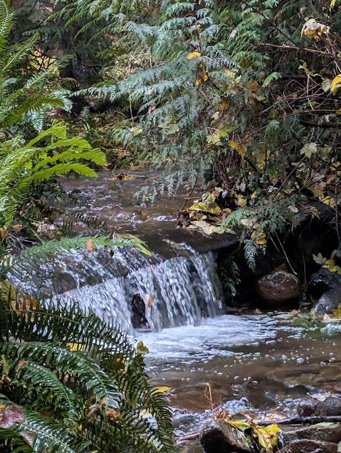 Thames Creek and back yard