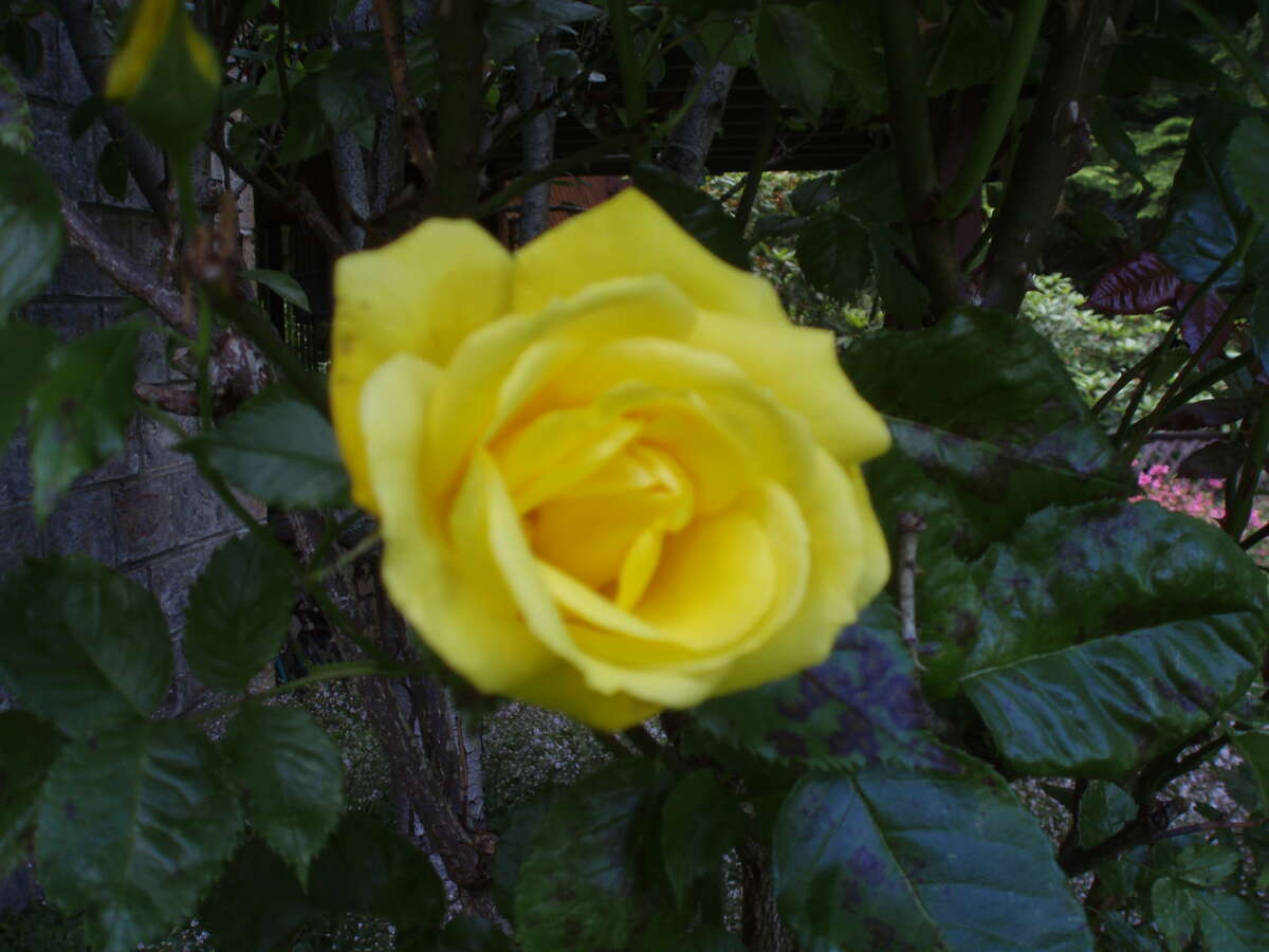 Unfinished Basement, 14 foot ceiling