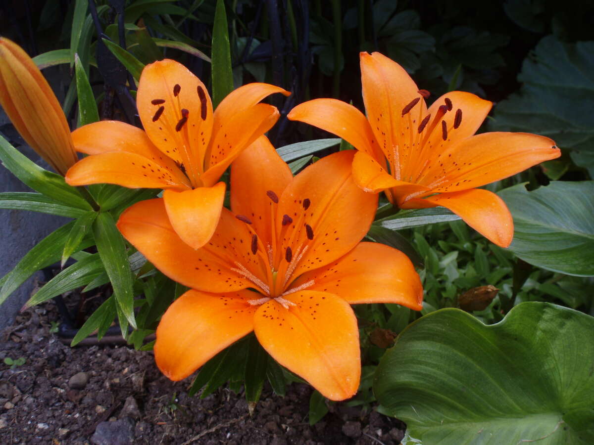 Thames Creek and back yard