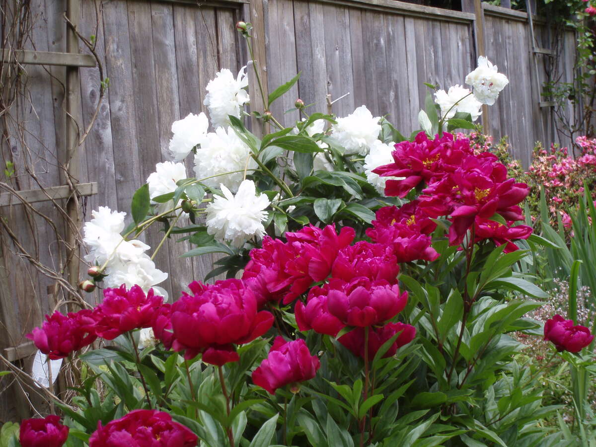 Unfinished Basement, 14 foot ceiling