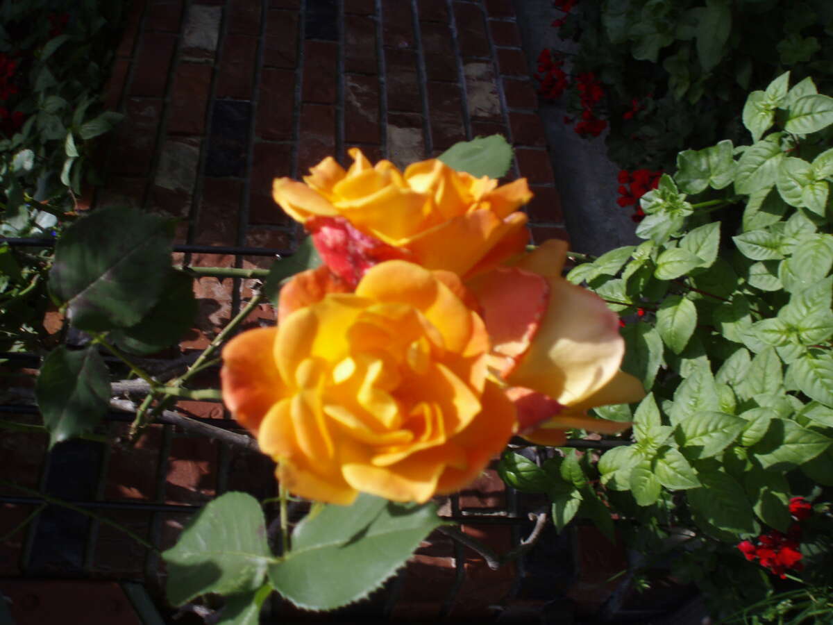 Unfinished Basement, 14 foot ceiling