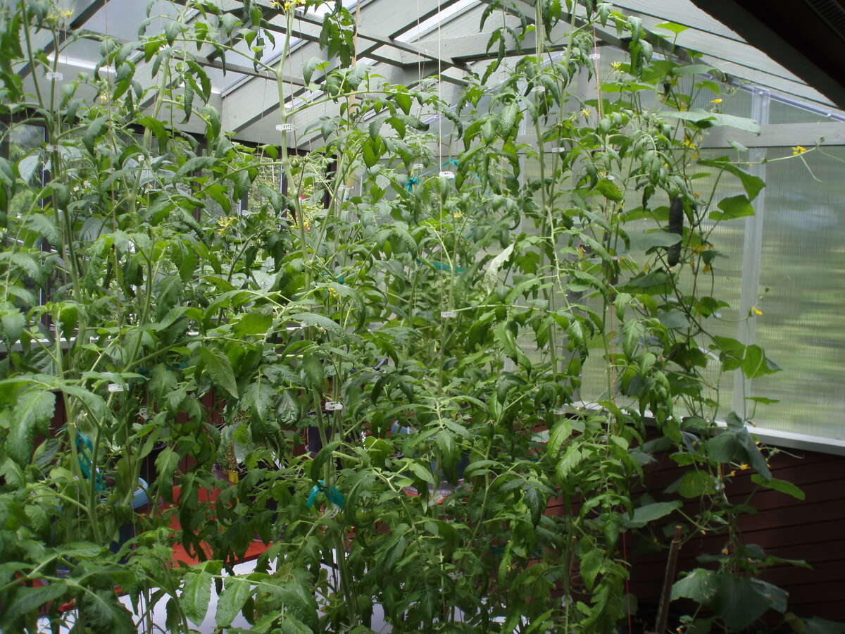 Thames Creek and back yard