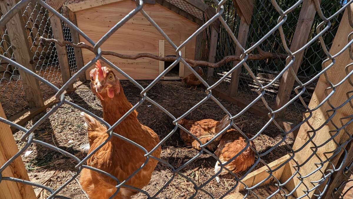 Chickens!