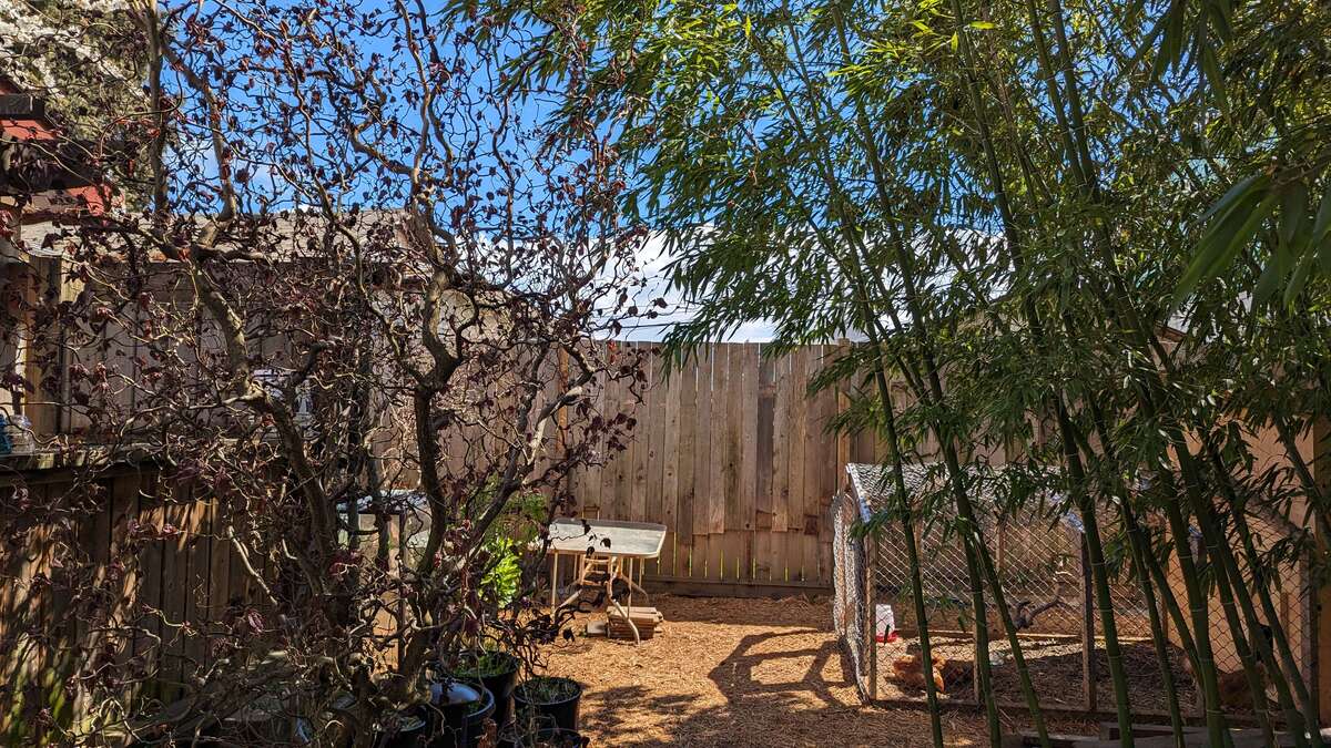 Backyard fence and coop.