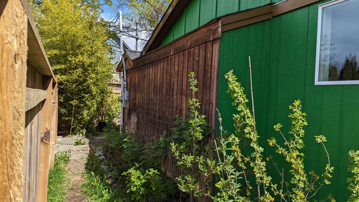 Side yard with more raspberries, tayberries and boysenberries.