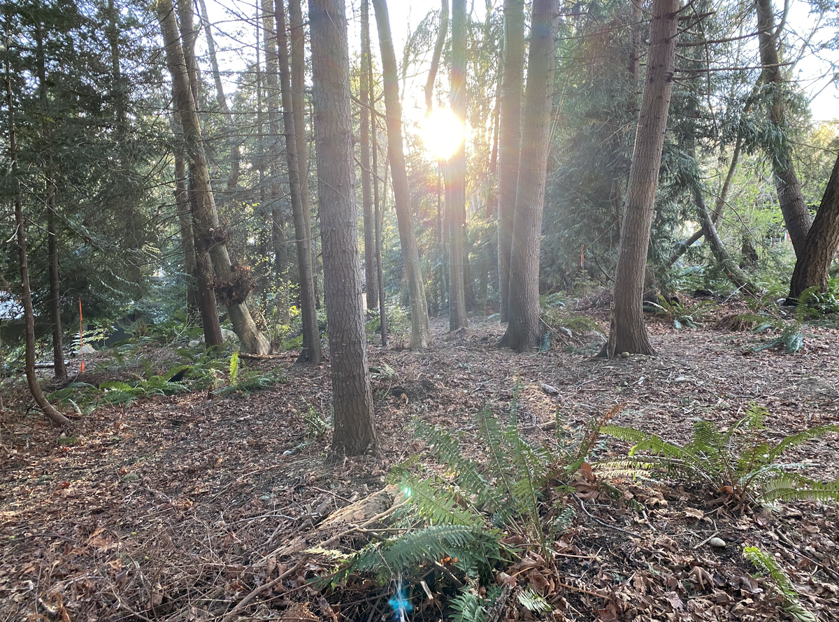 A private, sun-dappled setting to design your ideal home