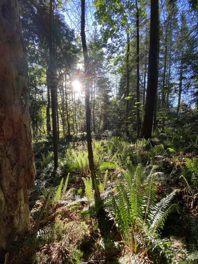 Natural forest setting with mature trees and coastal greenery