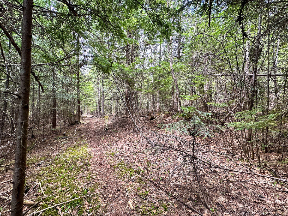 Animal trails on upper forested bench.