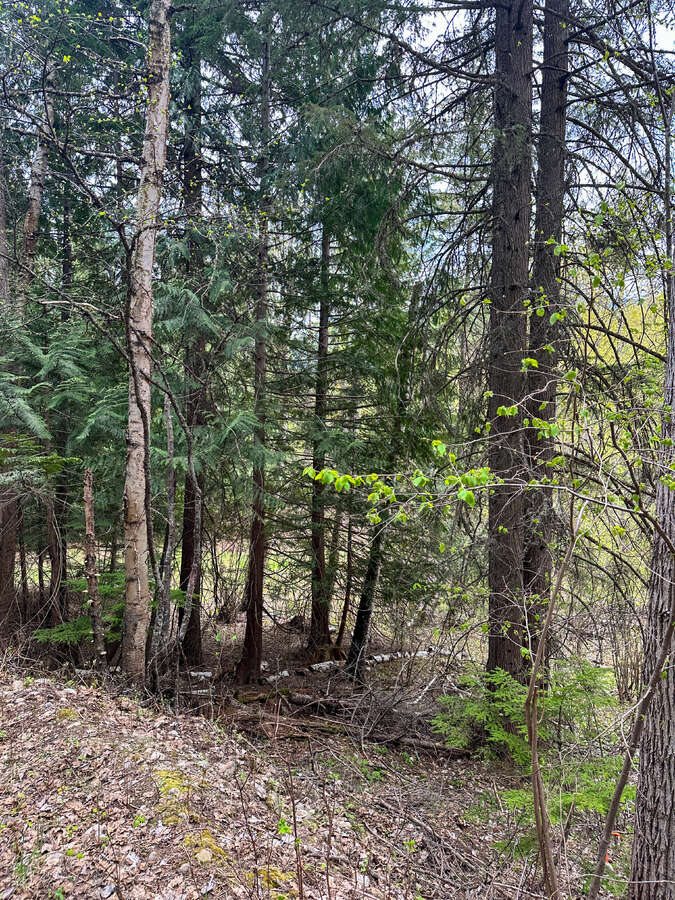 Animal trails on upper forested bench.