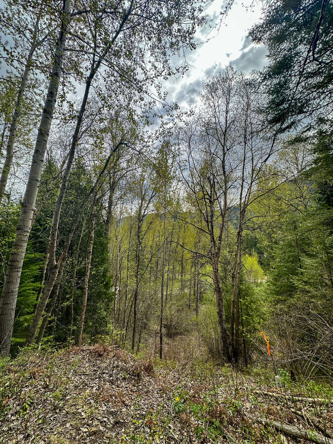 Animal trails on upper forested bench.
