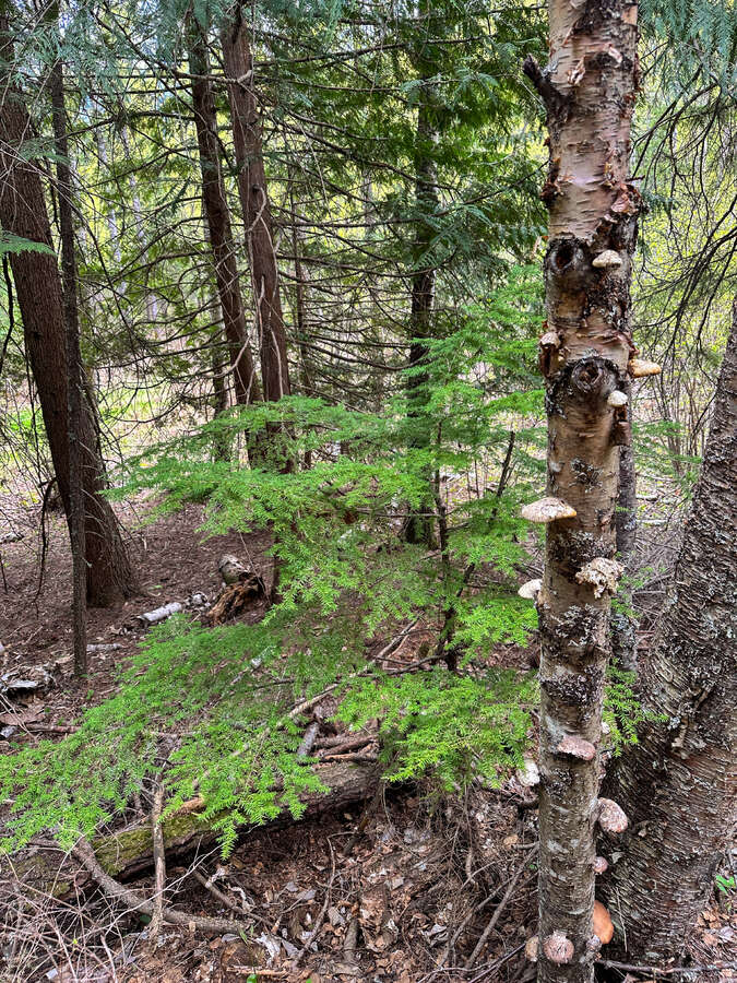 Animal trails on upper forested bench.