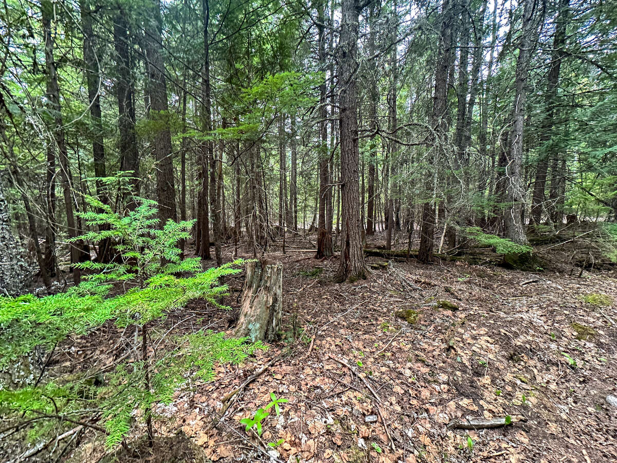 Animal trails on upper forested bench.