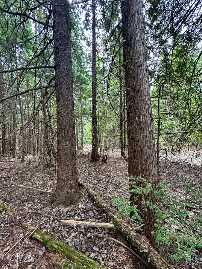 Animal trails on upper forested bench.
