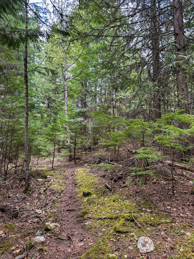 Animal trails on upper forested bench.
