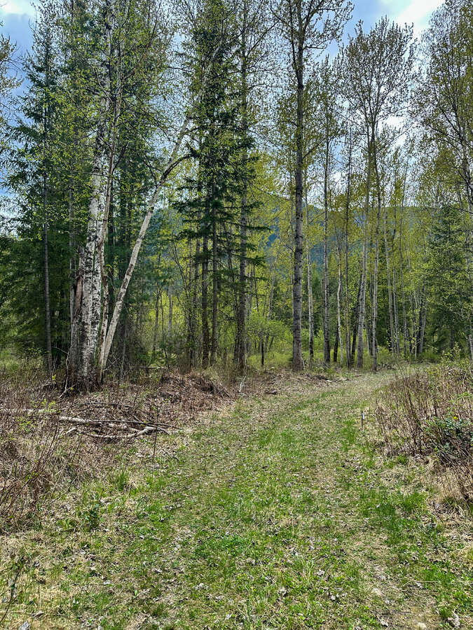 Animal trails on upper forested bench.