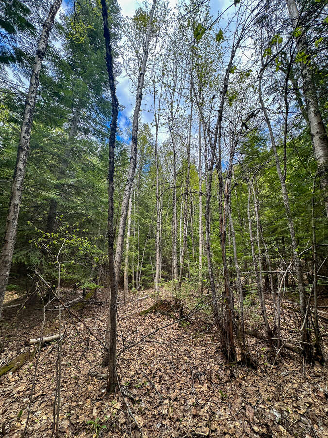 Animal trails on upper forested bench.