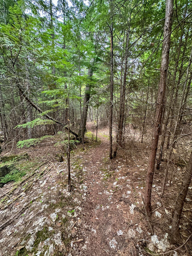 Animal trails on upper forested bench.