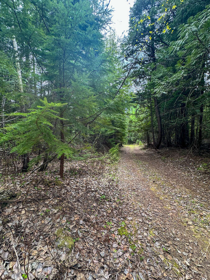 Animal trails on upper forested bench.