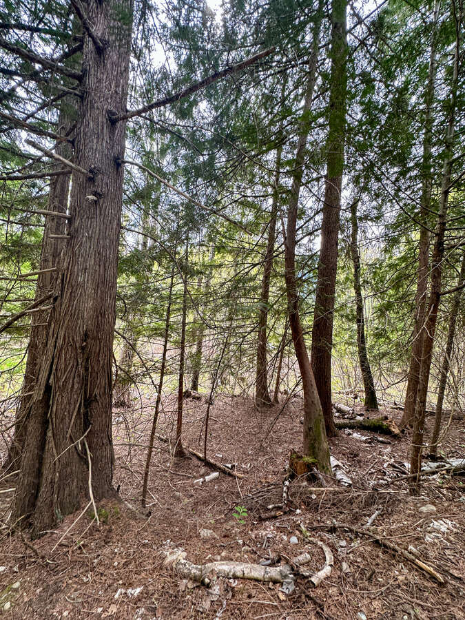 Animal trails on upper forested bench.