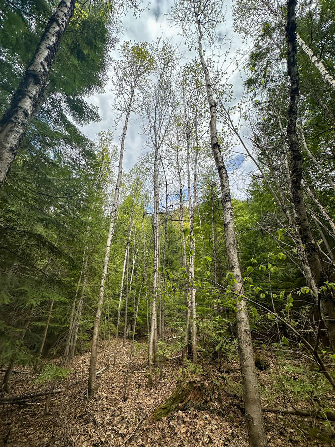 Animal trails on upper forested bench.