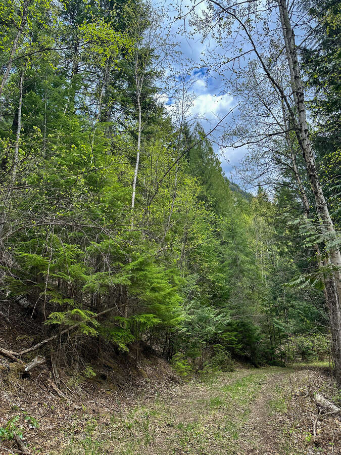 Animal trails on upper forested bench.