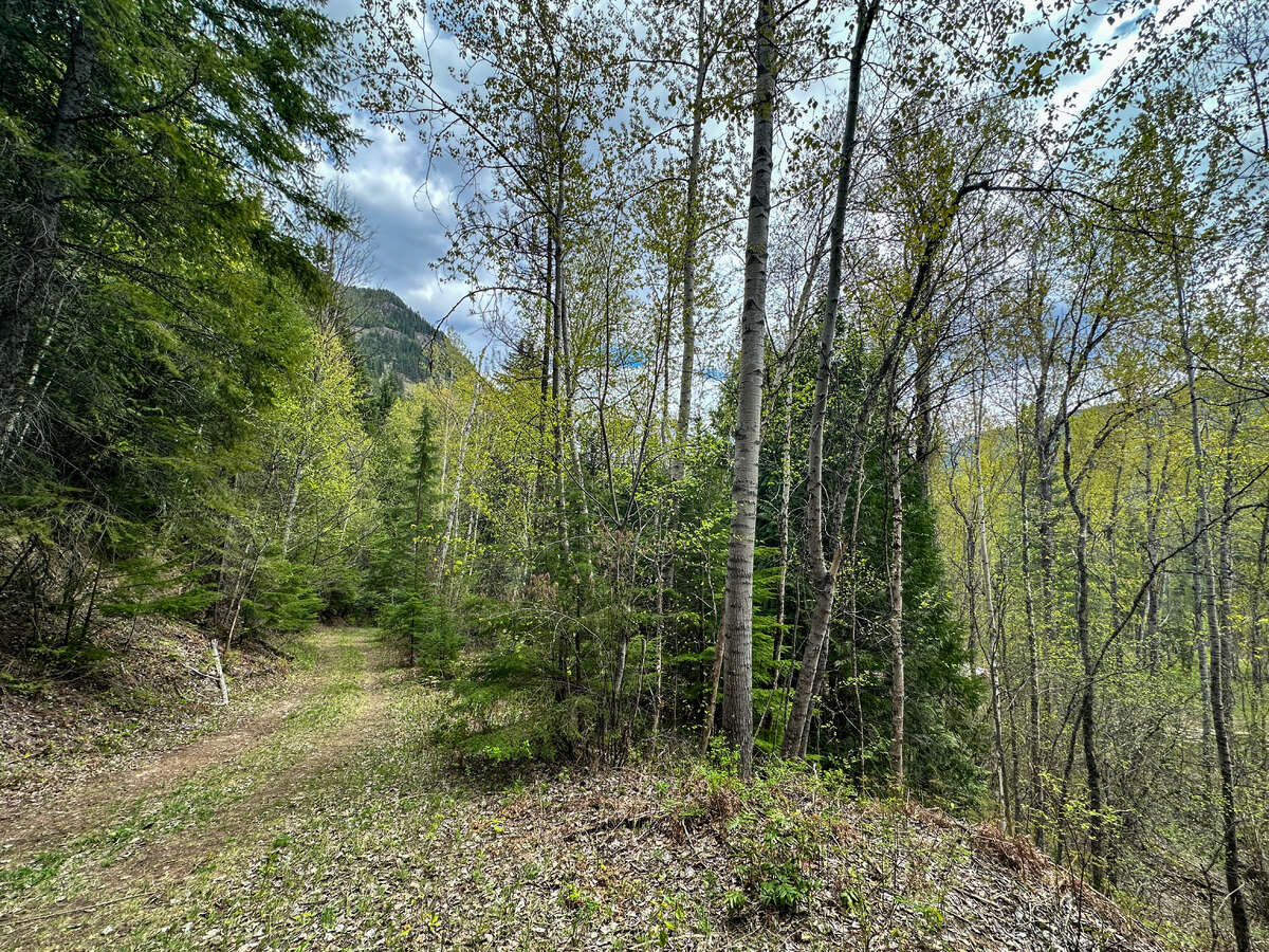 Animal trails on upper forested bench.