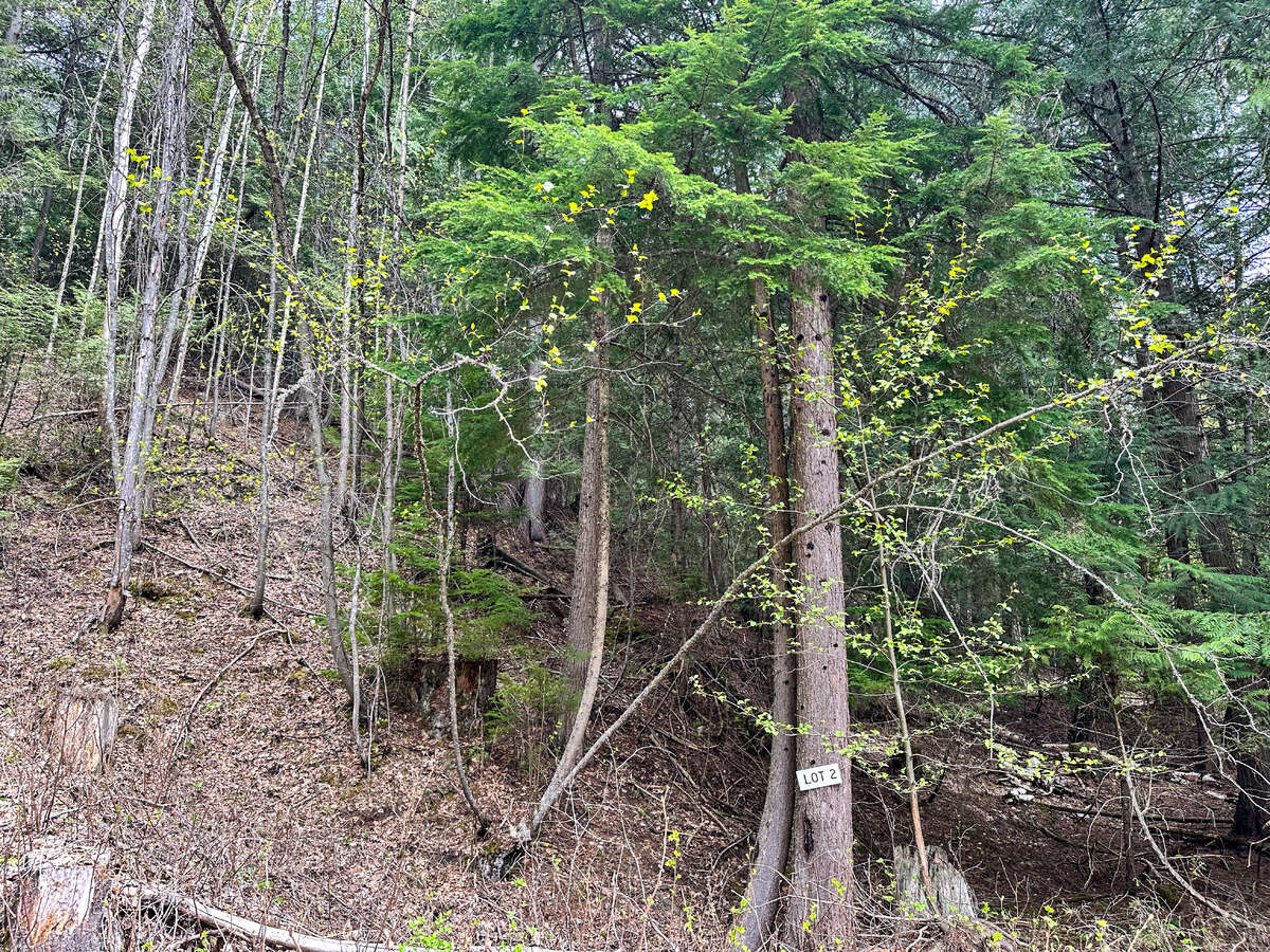 Animal trails on upper forested bench.