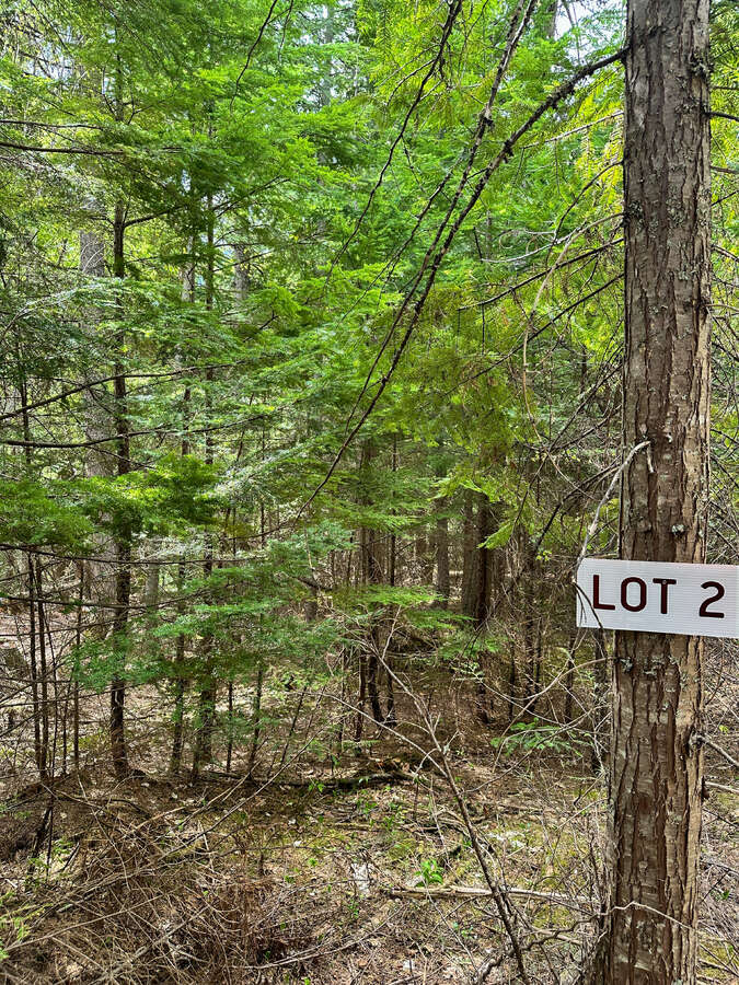 Animal trails on upper forested bench.