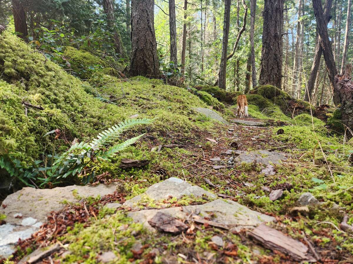 Paths along the property