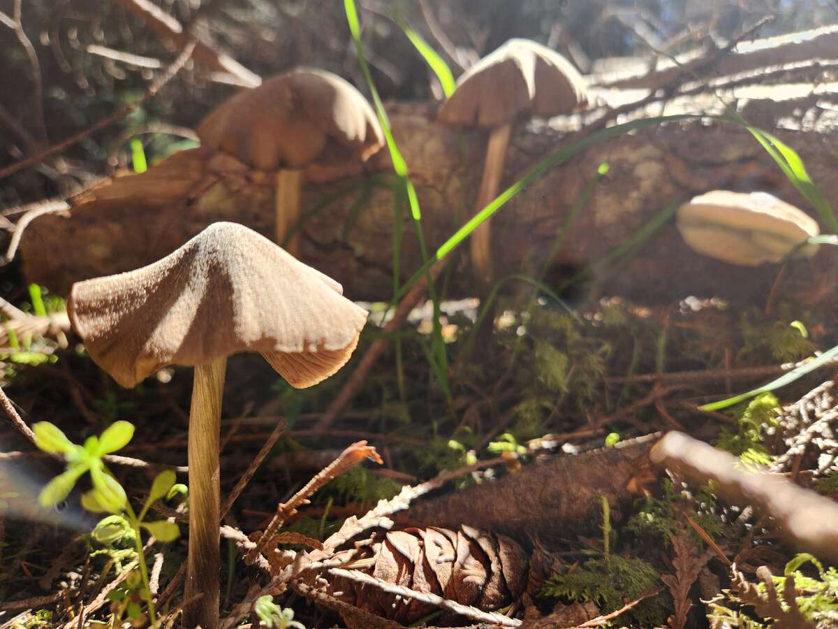Mushrooms aplenty!