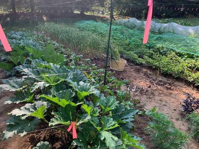 2025 main garden view