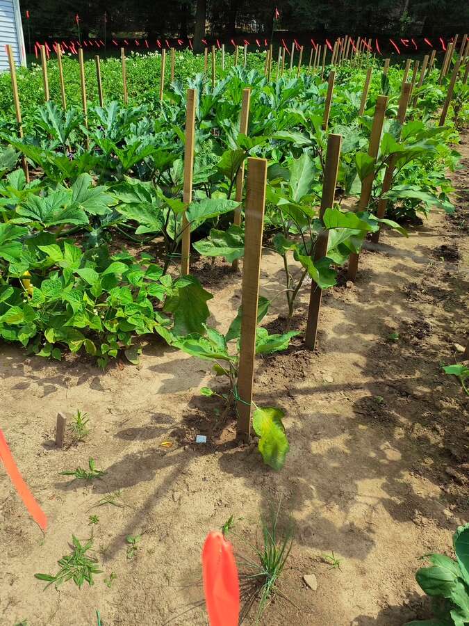 202 main garden view