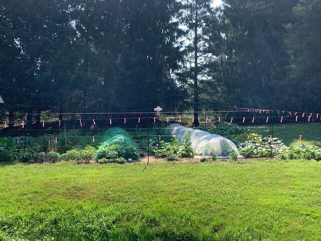 2025 main garden view from the Effingham Street