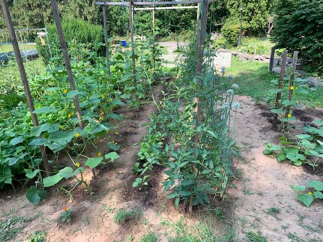 2025 2nd garden view from the garage towards Effingham Street