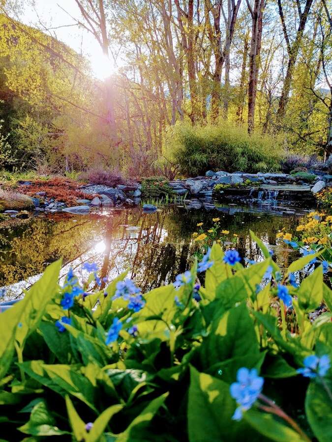 The pond at sunset.