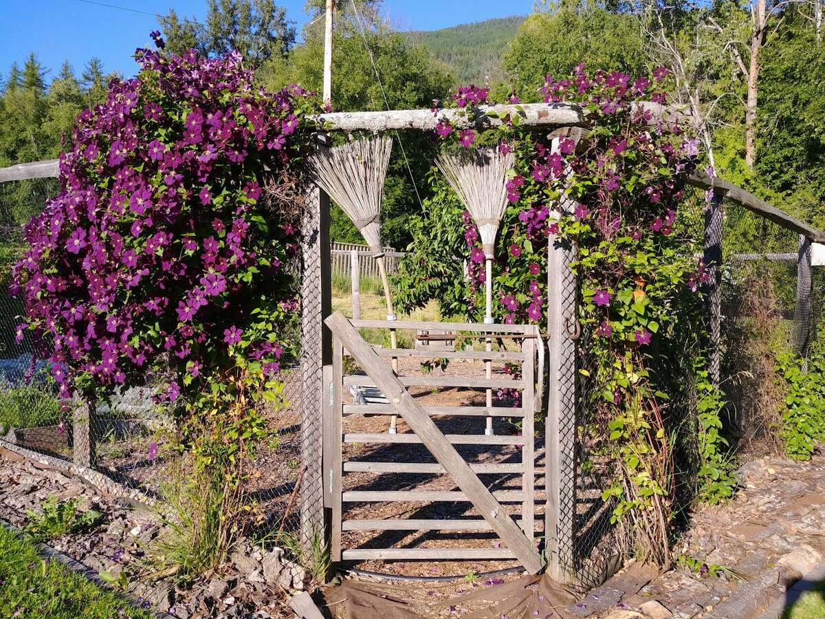 The raised bed garden, which is surrounded by a 10 foot deer fence.