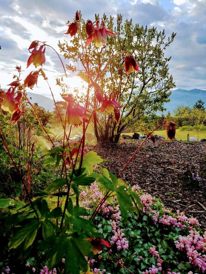 Many colours of columbine have self-seeded throughout the property.