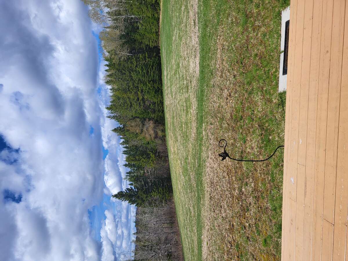 Back yard