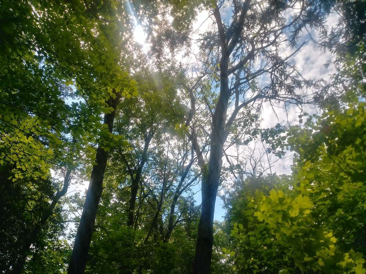 Butternut Trees